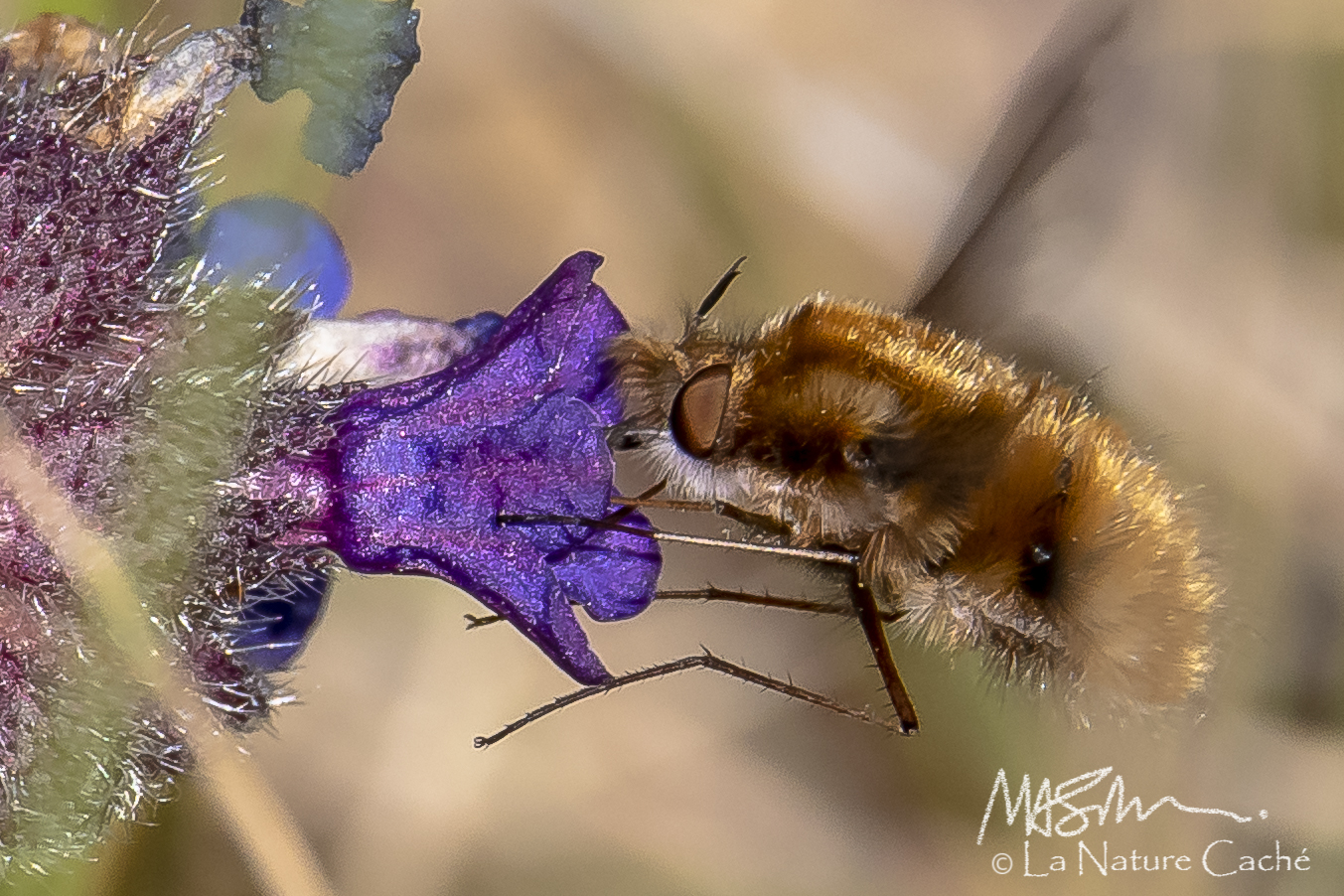 Insects Up-Close – WILDLIFE IN PHOTO